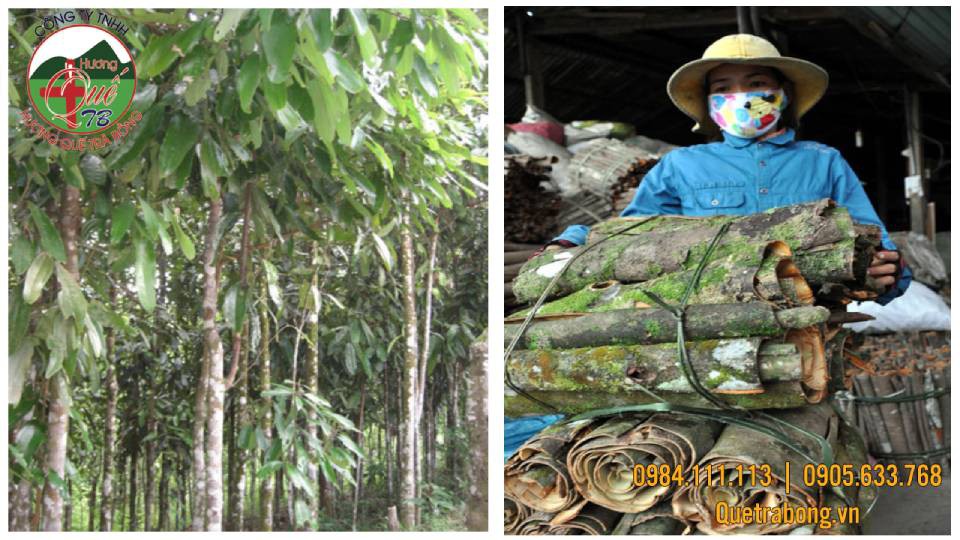 Cây quế Trà Bồng - món quà ý nghĩa thiên nhiên ban tặng